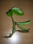 DSCN0277.JPG