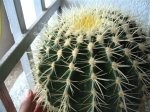 Echinocactus grusoni.JPG