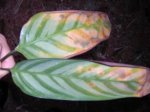 Ctenanthe_1.jpg