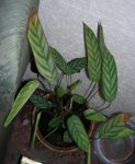 Ctenanthe_2.jpg