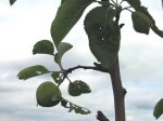manzana1.jpg
