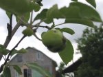 manzana2.jpg