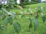 manzana5.jpg