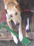 mis galgos.jpg