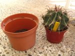 Ferocactus_00061.JPG