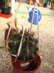 Ferocactus_00062.JPG