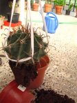 Ferocactus_00063.JPG