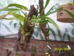 Miltonia Flasvences.jpg