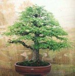 tamarindus-indica-bonsai.jpg
