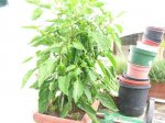 Planta.jpg