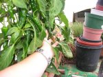 Fruto madurando.jpg