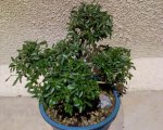 DSC00071.JPG