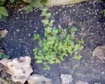 DSC00081.JPG
