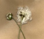 semillas-fruto miriam.jpg
