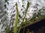 carnivoras 034034.jpg