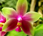 Phalaenopsis%20violacea%201.jpg