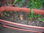 DSCN0290.JPG
