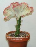 Euphorbia%20lactea.jpg