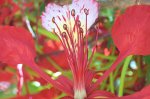 flamboyan-150.jpg