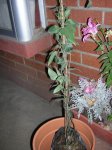 DSCN0301.JPG