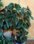 begonia.jpg
