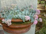plantassedum789.jpg