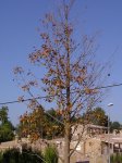 P7030063-1.JPG
