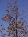 P7030064-1.JPG