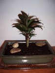 plantita.jpg