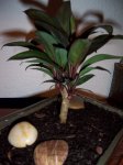 plantita2.jpg
