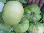 HUERTITA 033 (Large) (Custom).jpg