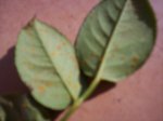 Imagen 033.jpg