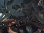 Mi ficus.jpg