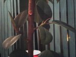 Mi ficus (1).jpg