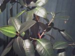 Mi ficus (3).jpg