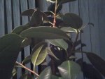 Mi ficus (2).jpg