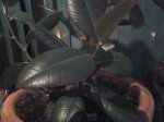 Mi ficus (4).jpg