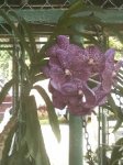 PICT0650.JPG