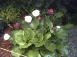PICT0660.JPG