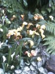 PICT0683.JPG
