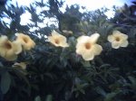 PICT0898.JPG