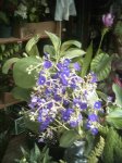 PICT0881.JPG