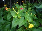 planta1.jpg