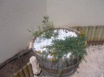 mini-IMG_0080.jpg
