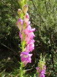 Antirrhinum sp1.jpg