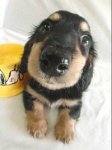 perrito2.jpg