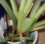 Orquidea3.jpg