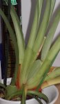 Orquidea 2.jpg