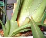 Orquidea1.jpg