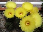 Notocactus_Ottonis.jpg